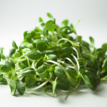 sunflower-sprouts-north-coast-natural-health