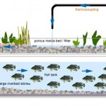 Aquaponics-System