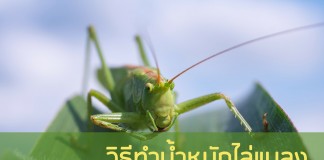 วิธีทำน้ำหมักไล่แมลง ฉบับหาวัตถุดิบง่าย