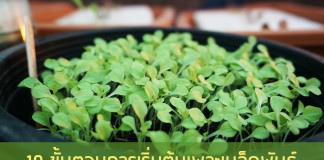 10 ขั้นตอนการเริ่มต้นเพาะเมล็ดพันธุ์ 10 ขั้นตอนการเริ่มต้นเพาะเมล็ดพันธุ์