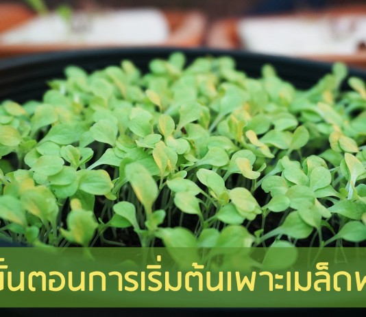 10 ขั้นตอนการเริ่มต้นเพาะเมล็ดพันธุ์