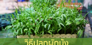 วิธีปลูกผักบุ้ง