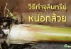 วิธีทำจุลินทรีย์หน่อกล้วย