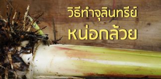 วิธีทำจุลินทรีย์หน่อกล้วย วิธีทำจุลินทรีย์หน่อกล้วย