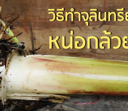 วิธีทำจุลินทรีย์หน่อกล้วย