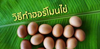 วิธีทำฮอร์โมนไข่ วิธีทำฮอร์โมนไข่