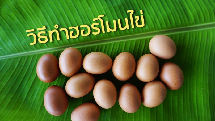 วิธีทำฮอร์โมนไข่ วิธีทำฮอร์โมนไข่