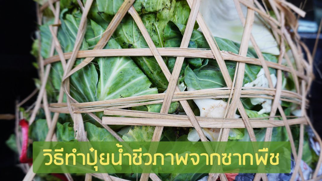 วิธีทำปุ๋ยน้ำชีวภาพจากซากพืช