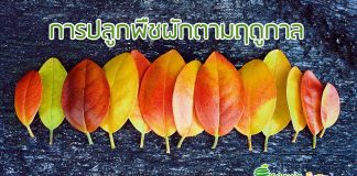 การปลูกพืชผักตามฤดูกาล