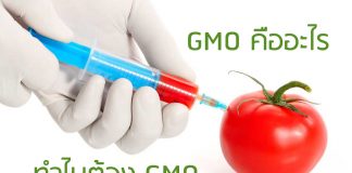 GMO คืออะไร ทำไมต้อง GMO GMO คืออะไร ทำไมต้อง GMO
