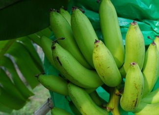 วิธีการปลูกกล้วยหอมทอง