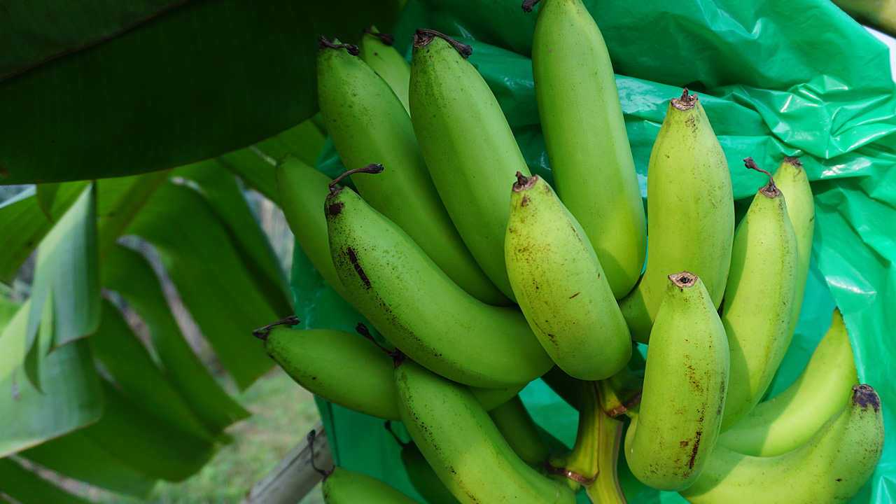 การปลูกกล้วยหอมทองอินทรีย์