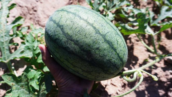 วิธีการปลูกแตงโมอินทรีย์