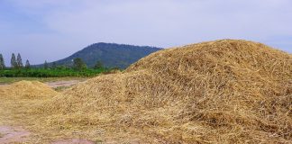ฟางข้าว สิ่งมีค่าที่หลายคนมองข้าม