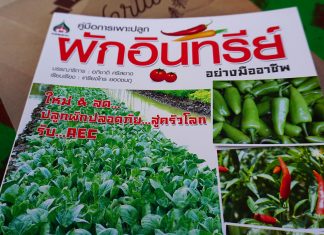ผักอินทรีย์