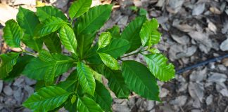 อาหารจานด่วนสำหรับพืช