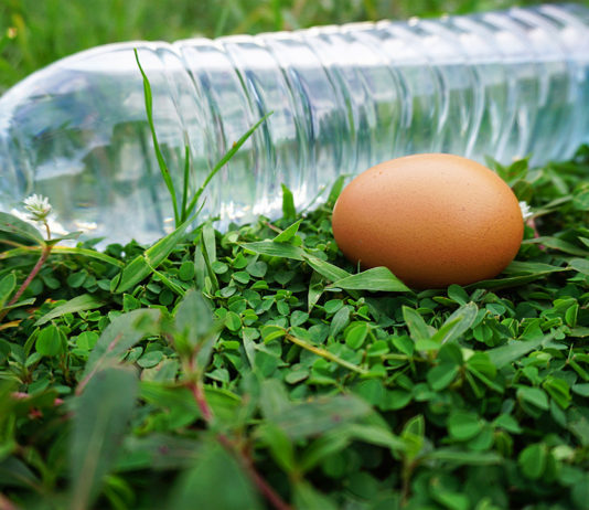 วิธีทำจุลินทรีย์สังเคราะห์แสง