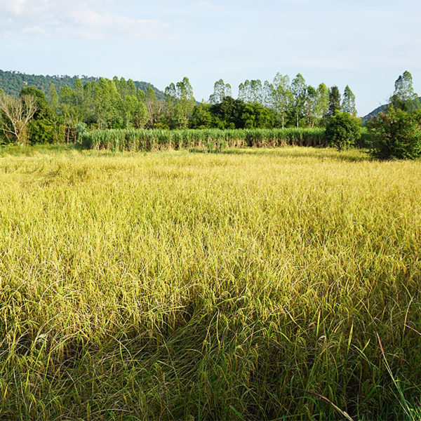 My Image 16