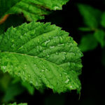 water-for-plant