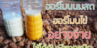 วิธีทำฮอร์โมนนมสด ฮอร์โมนไข่