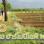 รีวิวการอบรมที่ฮาร์โมนีไลฟ์ฟาร์ม